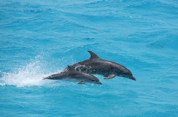 Fototapeten Erwachsene und Baby-Delfin © willtu