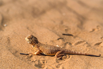 Spotted toad-headed Agama on sand close