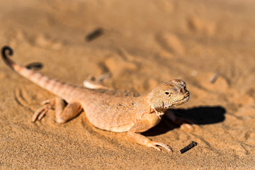 Spotted toad-headed Agama on sand close