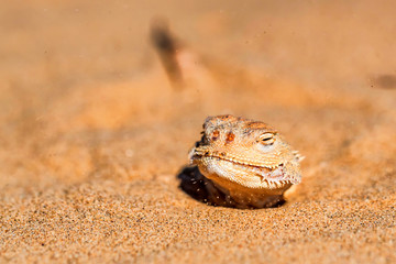 Spotted toad-headed Agama buried in sand close