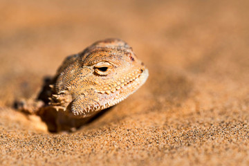 Spotted toad-headed Agama buried in sand close
