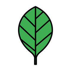 leaf single decorative icon vector illustration design