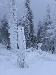 Fototapeta na wymiar smartphone image of winter landscape with a lot of snow
