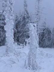 smartphone image of winter landscape with a lot of snow