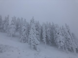 smartphone image of winter landscape with a lot of snow