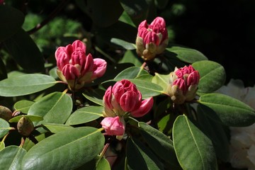 pink flowers of rhododendron bush