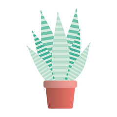 aloe plant in pot houseplant vector illustration design