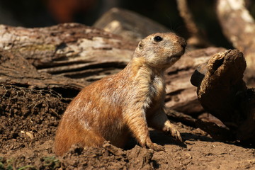 Prairie dog emerging from it's burrow.