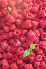 Fresh organic raspberries with mint leaves. Fruit background with copy space. Sunny summer and berries harvest concept. Vegan, vegetarian, raw food.