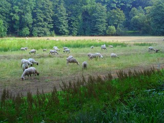 Fototapeta premium herd of sheared sheeps on pasture in a forest clearing, fenced and protected by a temporary textile mesh fence.
