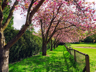 Spring garden,Northern Ireland