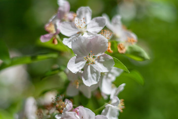 Flowers in the garden