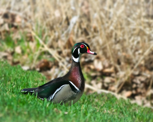 Colorful male Wood Duck, Aix sponsa, standing on grass with blurred background in Bemidji, Minnesota