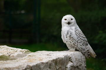 Naklejka premium Male snowy owl