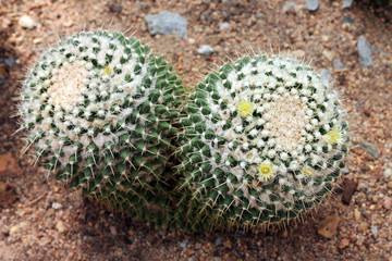 Image of blossoming mammillaria in the botanical garden
