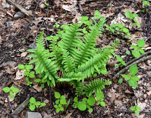 Bright green leaves of newly emerged Christmas fern in a spring forest.