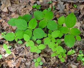 Emerging leaves of jewelweed plants in a spring forest.