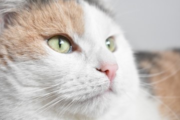 Detail of the cute looking Cat Head