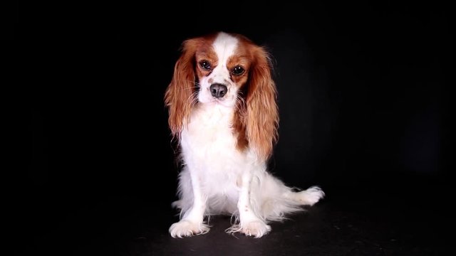 Cavalier king charles spaniel puppy dog