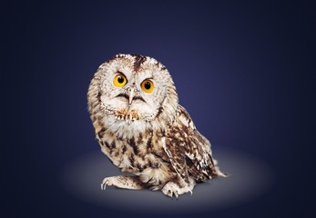 Owl.