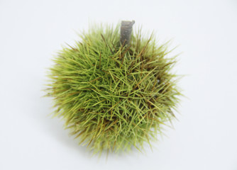 Chestnut-Portuguesa, São Paulo, Brazil