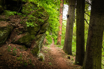 Summer forest in South Bohemia