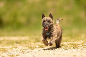 Cairn Terrier puppy 13 weeks old - cute little dog runs over a meadow