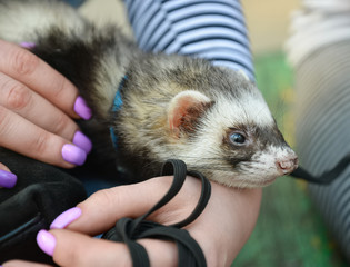 Sad domestic male ferret in the owner’s hands