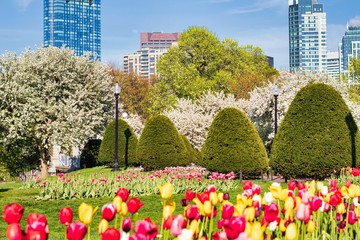 Obraz premium Beautiful spring yellow and red flowers at Boston Common Park