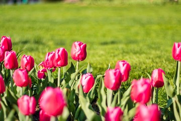 Fototapeta premium Beautiful spring yellow and red flowers at Boston Common Park