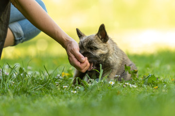 Cairn Terrier puppy 13 weeks old - cute little dog playing with his owner on a green meadow.