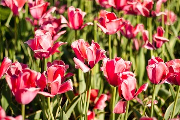 Beautiful spring yellow and red flowers at Boston Common Park
