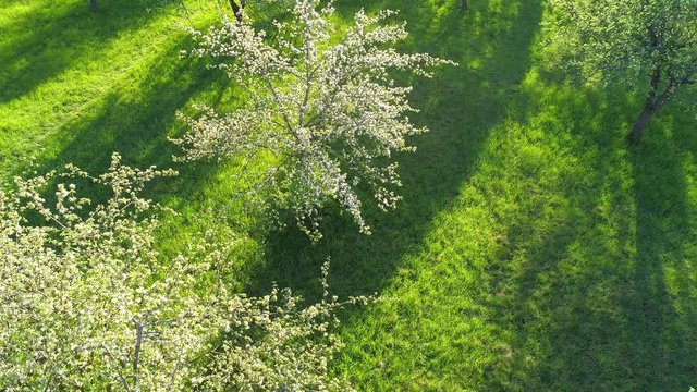 Cherry trees in garden aerial drone view. White spring cherry trees in blossom from above.