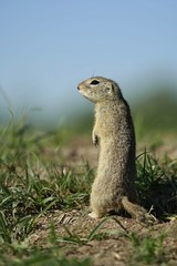 Naklejka na ściany i meble European brown ground squirrel (Spermophilus citellus) standing on dry soil on guard, watching out, green grass and blue sky in background, vertical image