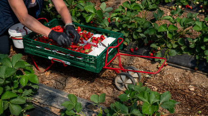 Woman picks strawberries in the greenhouse with harvest. Berry season