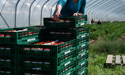 Woman picks strawberries in the greenhouse with harvest. Berry season