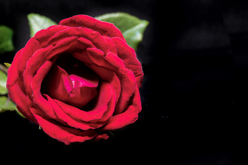 Red rose on black background. Beautiful blossom with velvet petal. Hot pink flower banner template with text space.