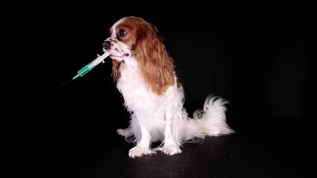 Pet vet DR concept dog vaccination syringe