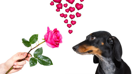 dog valentines rose