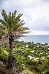 Fototapeta na wymiar Oahu palmtree