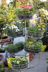 Flower pots on garden market