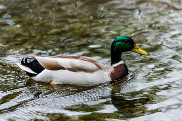 duck on the lake