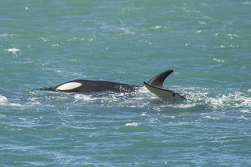 Orca Family, Patagonia Argentina