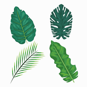Set of leaves icons vector illustration graphic design