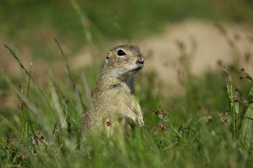 Naklejka na ściany i meble Small european brown ground squirrel (Spermophilus citellus) standing in green grass on guard, close up image, blurry background