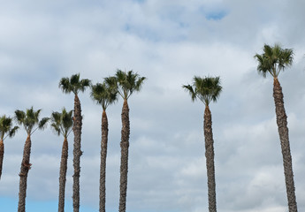 palm trees