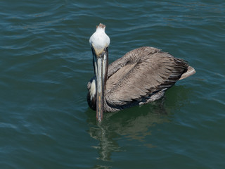 pelican staring
