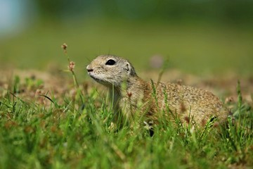Small european brown ground squirrel (Spermophilus citellus) observing in green grass, close up image, blurry background