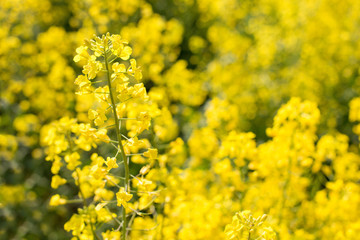 rapeseed field biofuels summer