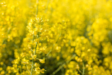 Obraz premium rapeseed field biofuels summer